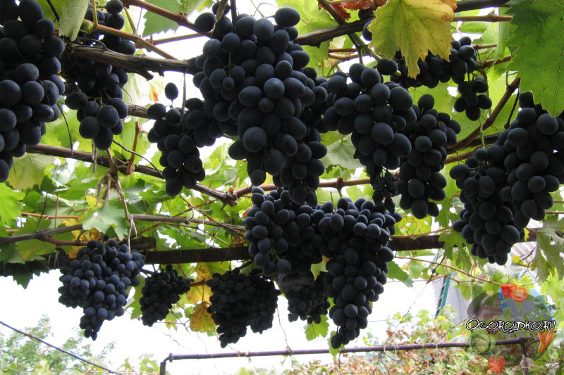 виноград молдова урожайность