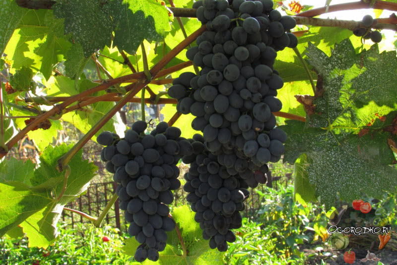 виноград Молдова на фото