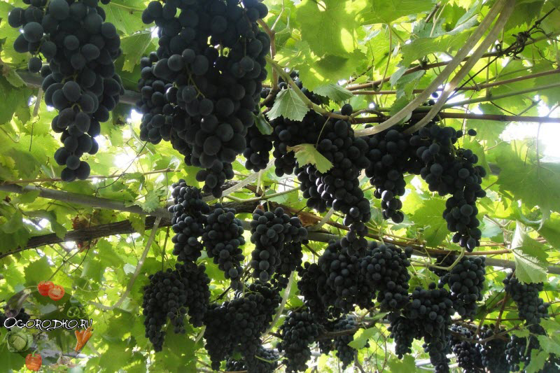 виноград молдова описание сорта фото отзывы