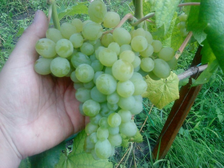 Виноград Элегант, урожай
