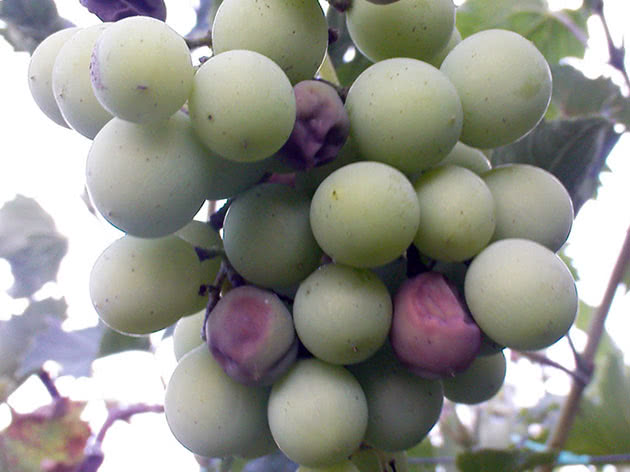 Как избавиться от милдью на винограде