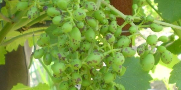 Бактериальный рак на винограде