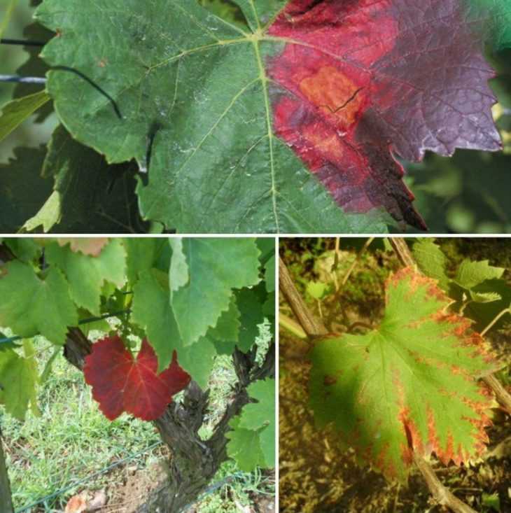 Чем лечить виноград - описание современных вредителей и болезней виноградников (110 фото)