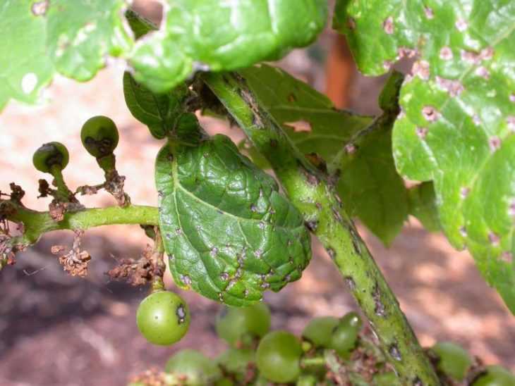 Чем лечить виноград - описание современных вредителей и болезней виноградников (110 фото)