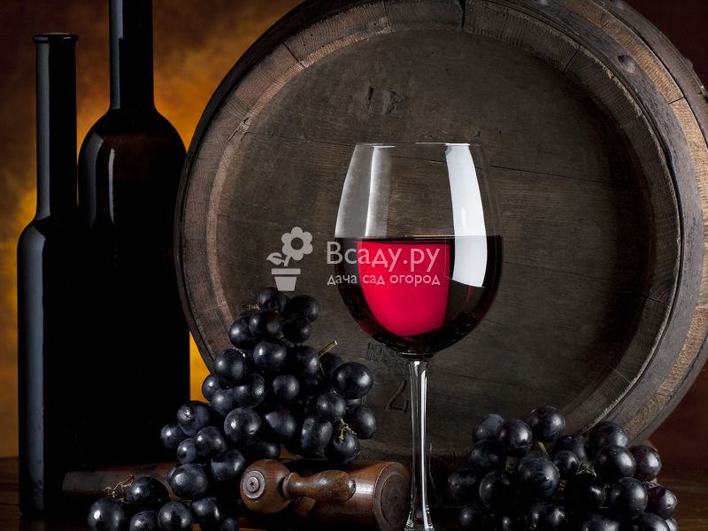 Полезные свойства винограда: применение в виноделии