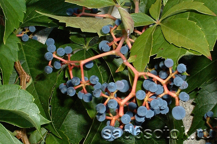 Плоды девичьего винограда пятилисточкового