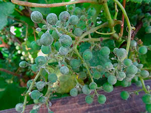 Оидиум винограда: профилактика и лечение