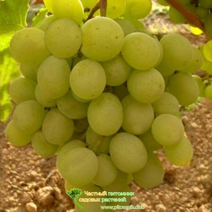 Какие отзывы о винограде кеша