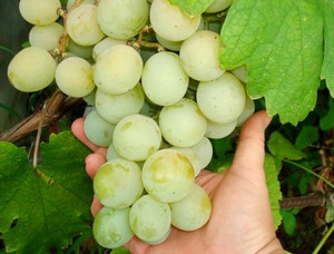 Как посадить виноград кеша