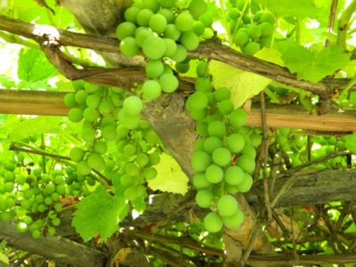 На снимке зеленый виноград