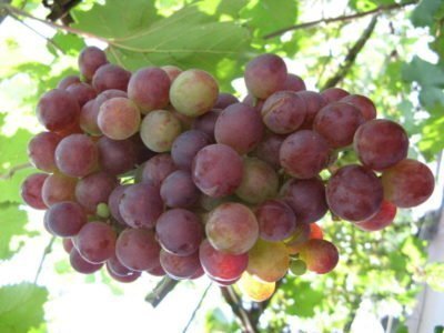 На фото спелый виноград