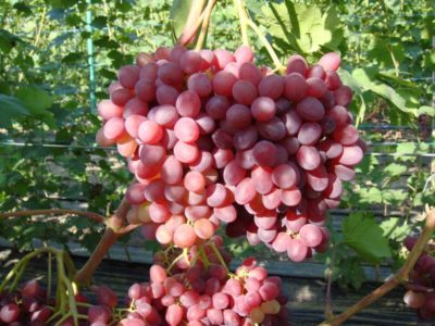Снимок красного винограда