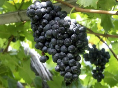 Фотография черного винограда
