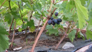 Фото однолетних саженцев винограда Кодрянка, vinogradsaratov.ru