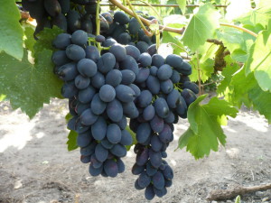 На фото - грозди винограда Кодрянка, hozvo.ru
