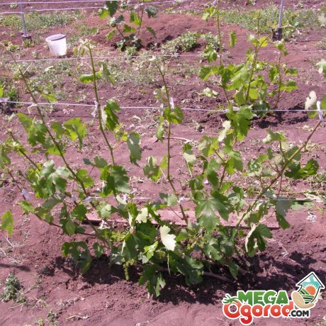 Как производить подкормку винограда в весенний период 