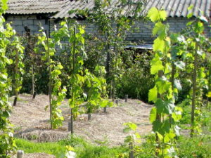 К разведению винограда пригодна лоза только с положительными качествами