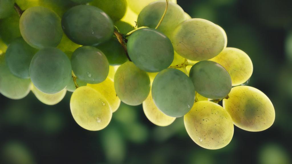 Виноград Кеша: описание сорта, характеристики, особенности выращивания