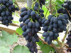 чёрный виноград