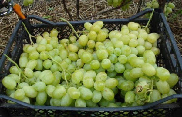 Собранный виноград лора и готовый к транспортировке