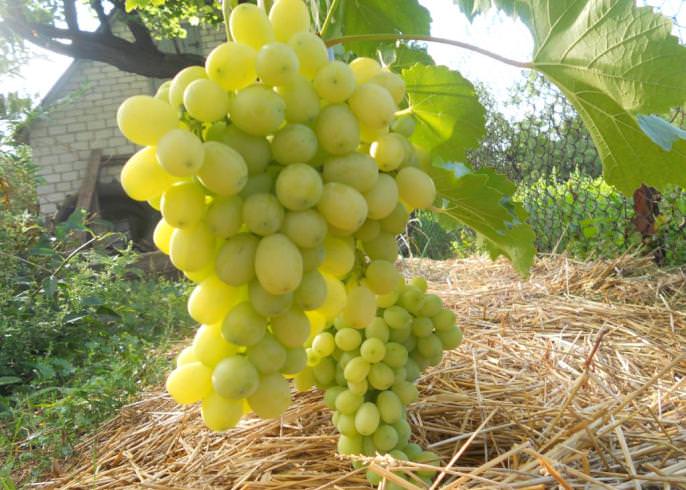 Виноград сорта «Лора» не слишком капризен и требователен в уходе