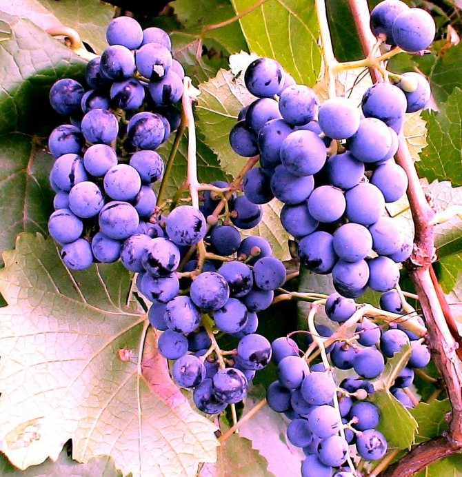 Виноград Фиолетовый ранний