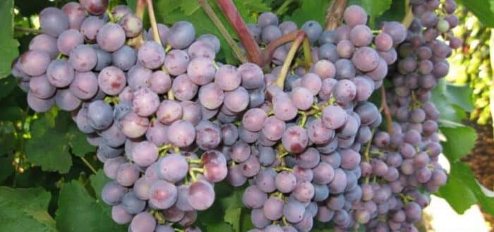 виноград фиолетовый ранний