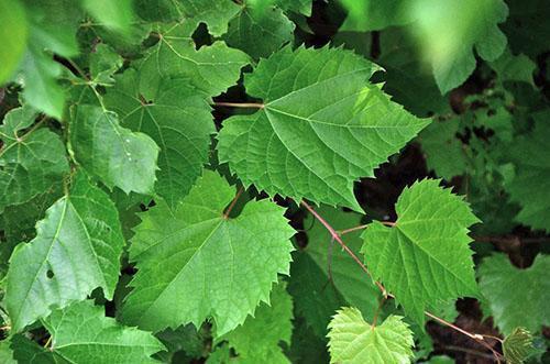 Листья винограда используют при женских болезнях