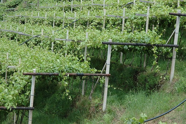 выращивать виноград