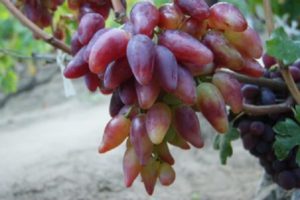 Описание и характеристики винограда сорта Дубовский розовый, плюсы и минусы
