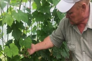 Посадка, уход и выращивание винограда в Удмуртии, описание лучших сортов для региона
