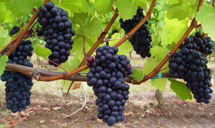 Для выращивания винограда в домашних условиях при ограниченном пространстве нужно выбирать сорта, которые самоопыляются