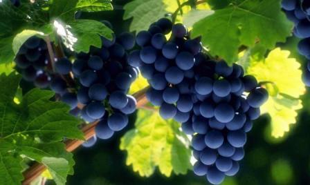 Виноград является древнейшей культурой, выращиваемой человеком