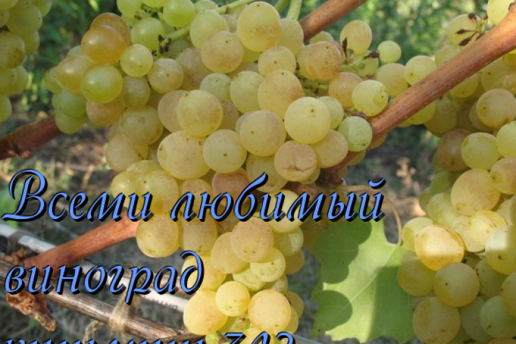Всеми любимый виноград — Кишмиш 342 - Сорта винограда, Столовые