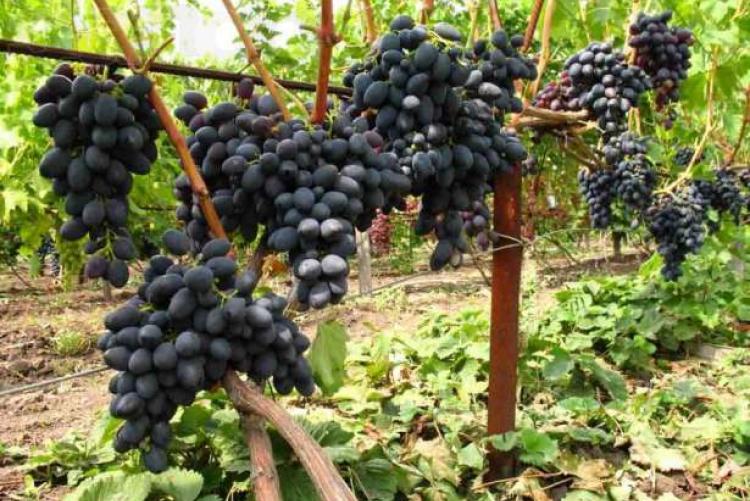 Бескосточковый сорт Кишмиша — черный виноград - Сорта винограда, Винные