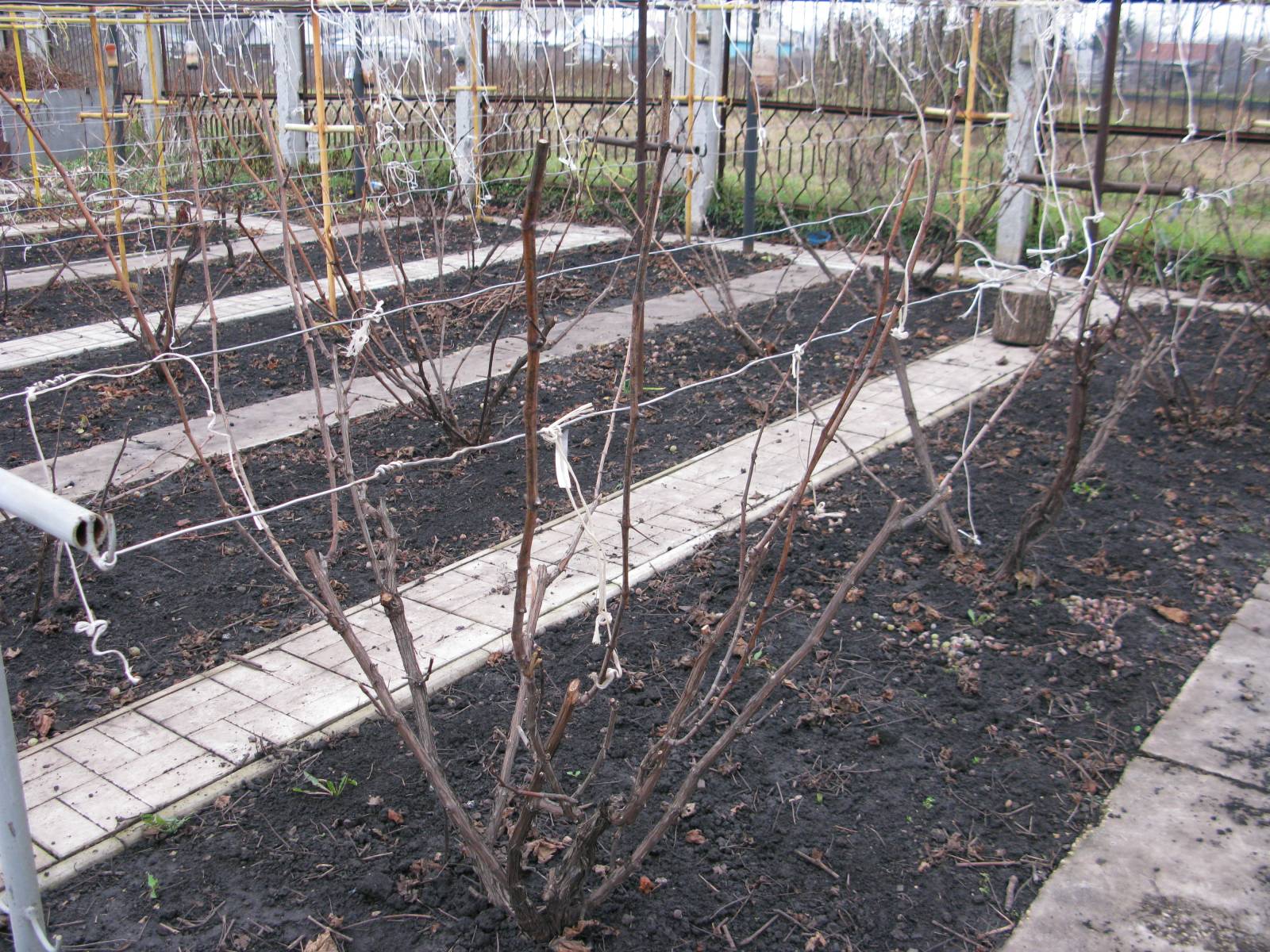 Укрытие винограда на зиму - важная часть осенних работ в саду