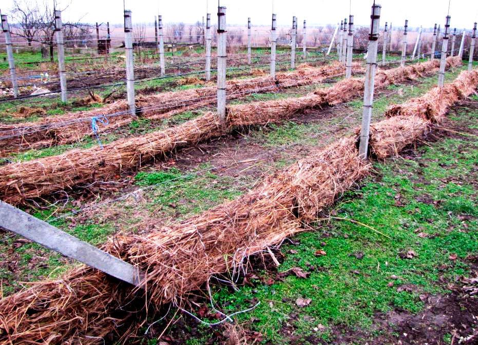Сроки укрывания винограда на зиму и оптимальная температура