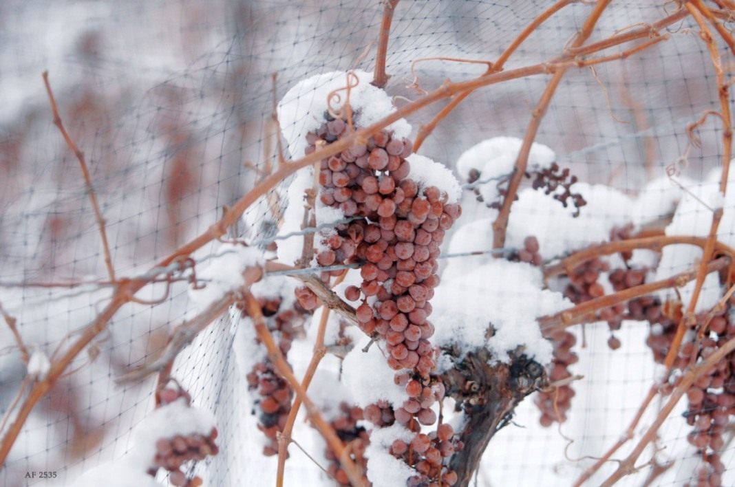 kak-ukryt-vinograd-na-zimu-podgotovka-vinograda-k-zimnim-holodam-1