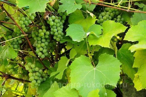 Листья винограда на виноградной лозе