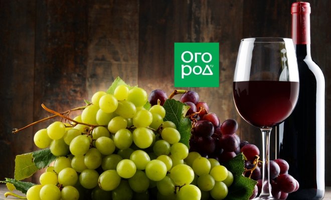 : Виноград и вино