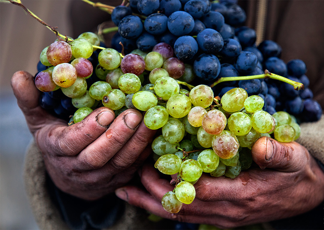 международный сорт винограда