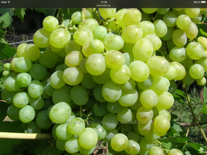 Как выглядит виноград кеша