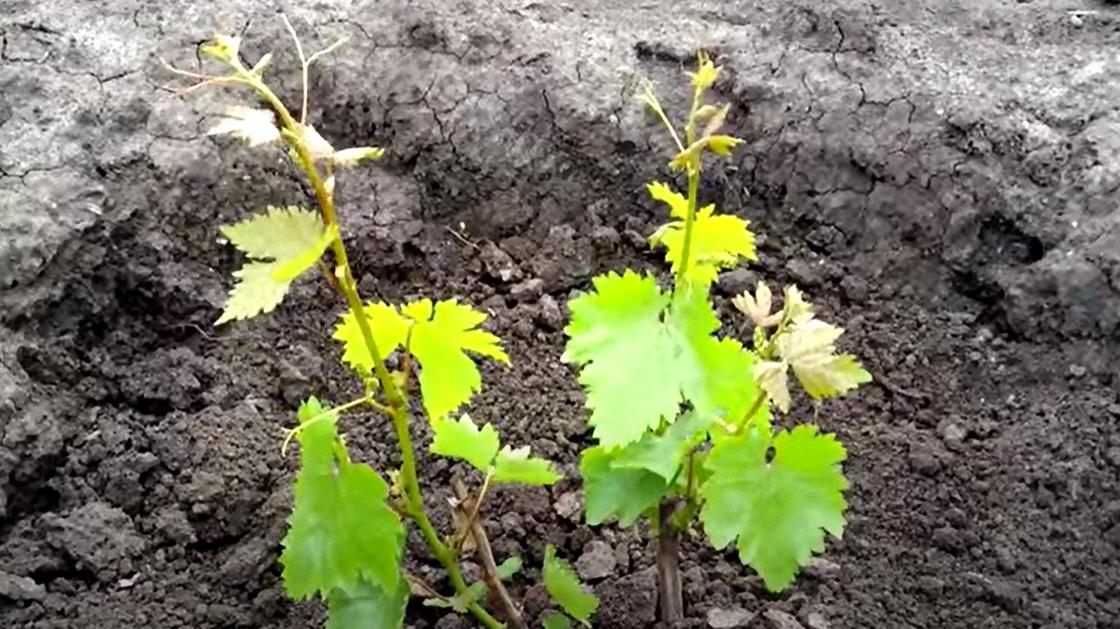 Куст винограда с молодыми зелеными листьями и побегами