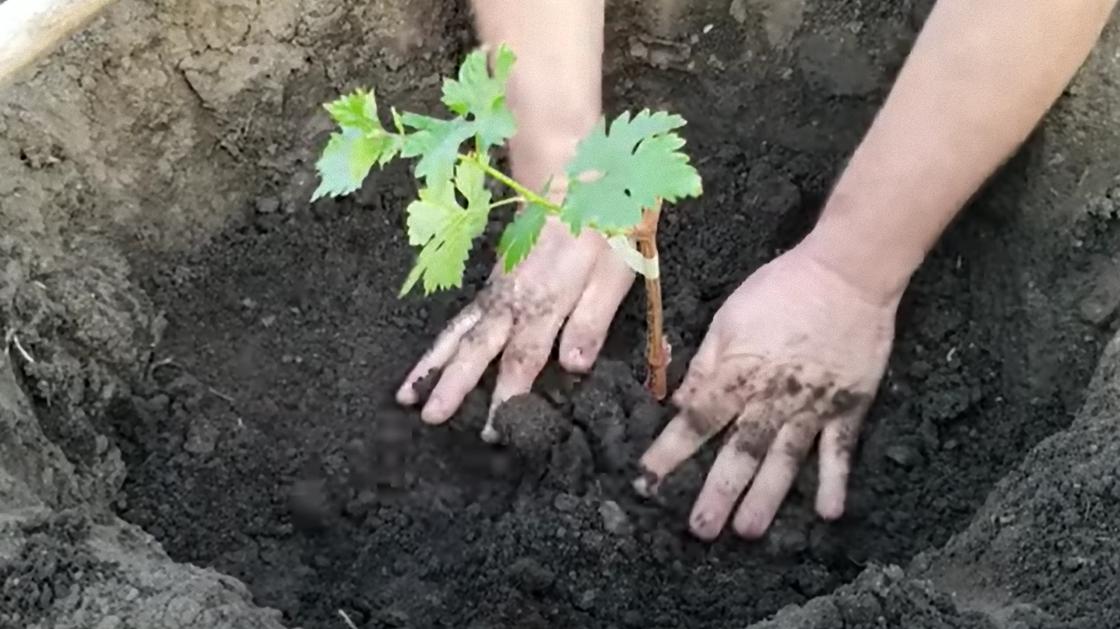 В глубокую яму высаживают саженец винограда