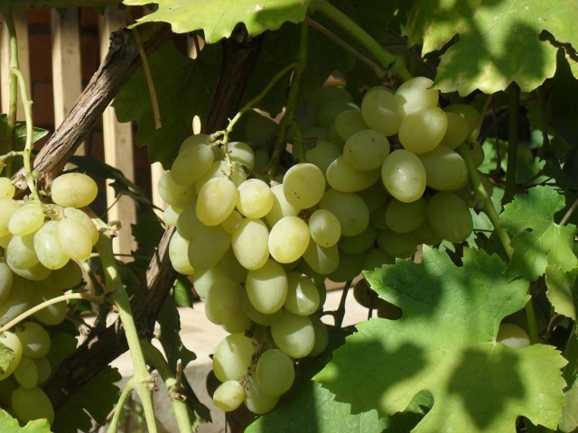 Ранний виноград Ладанный-2