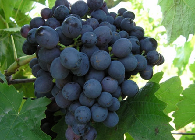 Ранний виноград Магарача
