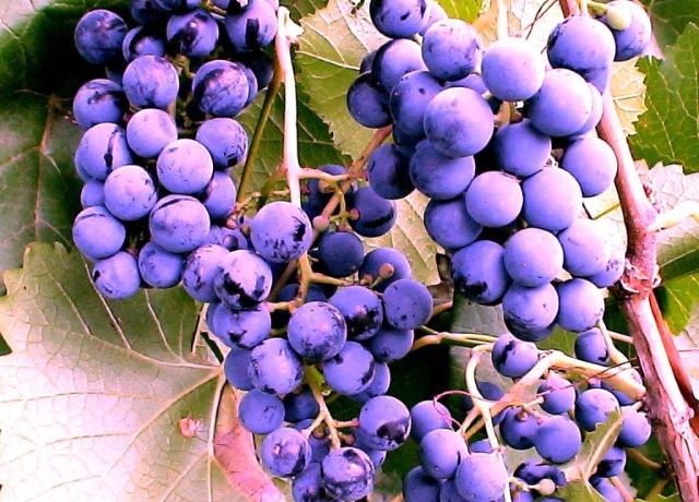 Винограда Фиолетовый ранний