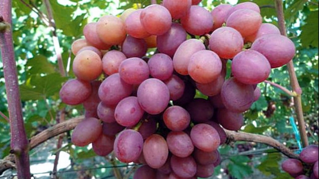 Сорт винограда Гурман ранний