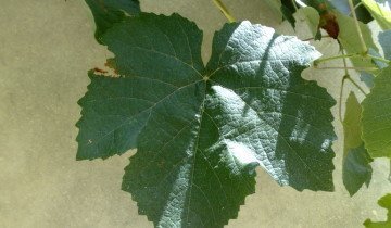 Лист винограда, commons.wikimedia.org