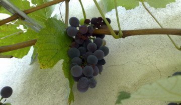 Стебель винограда, commons.wikimedia.org